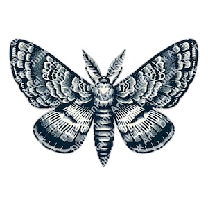 Op de afbeelding: Gedetailleerde illustratie van een mot met ingewikkelde vleugelpatronen. De mot is afgebeeld in een donker marineblauwe kleur met witte accenten, tegen een heldere witte achtergrond. Het ontwerp toont een symmetrische opstelling van gedetailleerde lijnen en vormen.