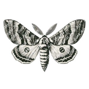 Op de afbeelding: Zwart-wit illustratie van een nachtvlinder met gedetailleerde vleugelpatronen. De vleugels tonen een mix van strepen en vlekken, met een opvallende oogachtige markering. De afbeelding bevat de tekst "Digital Junk Art".