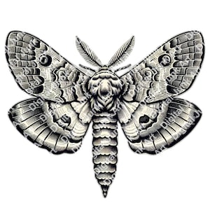 Op de afbeelding: Gedetailleerde zwart-wit illustratie van een mot met ingewikkelde vleugelpatronen. Het lichaam en de vleugels van de mot zijn minutieus gedetailleerd en tonen een vintage gravurestijl. De afbeelding staat tegen een witte achtergrond.