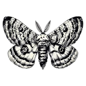 Op de afbeelding: Zwart-wit illustratie van een mot met gedetailleerde vleugelpatronen. De vleugels tonen een mix van strepen en stippen, met een centraal lichaam met verticale strepen. De afbeelding is digitaal kunstwerk.