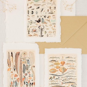 Cartes de Adolphe MILLOT