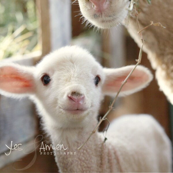 promise  - fine lamb cards (and so farm fresh)