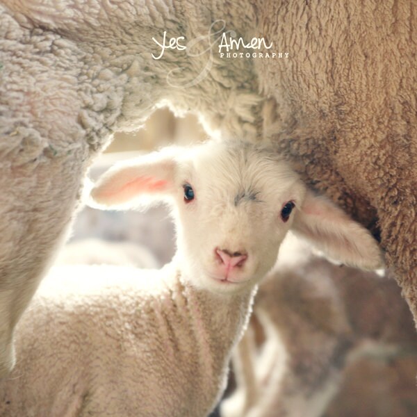 treasured - fine lamb photography (and so farm fresh) 8x8 hard backed