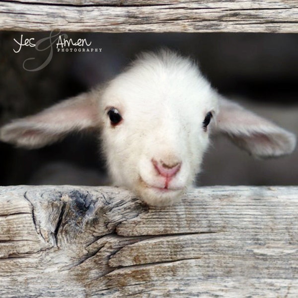 hello world - fine lamb photography (and so farm fresh) - 8x8 image hard backed