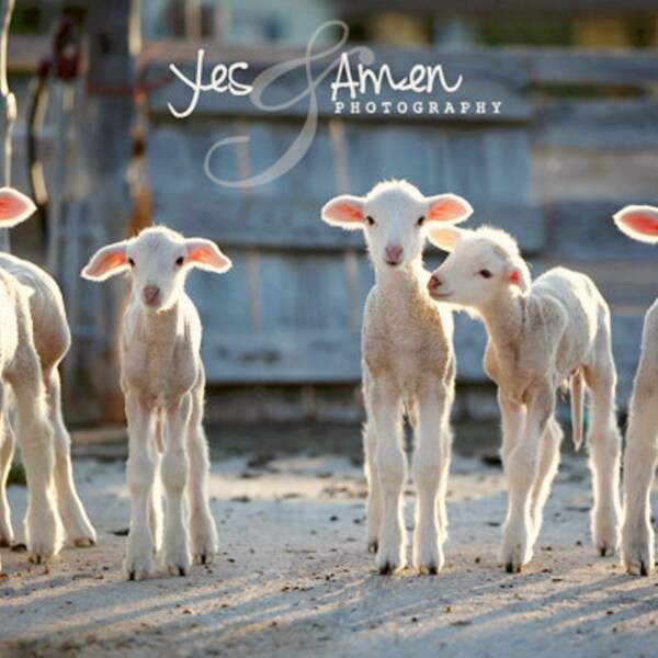 blessed friendship - fine lamb photography - farm fresh cards