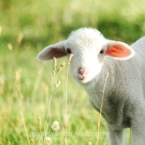 little one - fine cards (and so farm fresh)