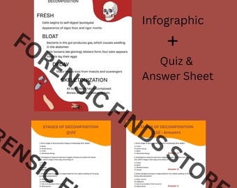 Four Stages of Human Decomposition Infographic + Quiz & Answer Key | Forensic Science Digital Download | Criminal Justice Study Guide