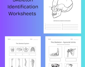 Skeleton Identification Worksheets, Human Anatomy, Forensic Science, Educational Printable, Bone Identification Practice, Instant Download