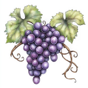 12 Bunch of Grapes Clipart, Grapes Clipart, Printable Watercolor Clipart, Paper Craft, High Quality JPGs, Junk Journals, Digital Download