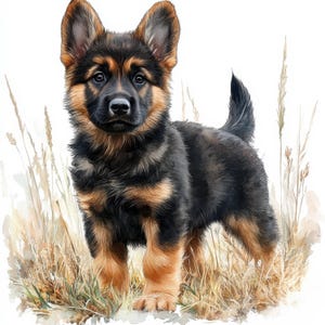 Op de afbeelding: Een aquarel schilderij van een Duitse Herder puppy met zwart en bruin haar, staand in hoog, droog gras. De puppy heeft alerte ogen en opstaande oren, met een pluizige staart omhoog. De achtergrond is zacht wit.