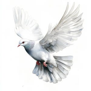 26 White Dove Clipart, Printable Watercolor Clipart, Paper Craft, pigeon, Peace Dove Clipart, High Quality JPGs, Digital Download