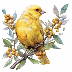 13 Canary Bird Clipart, 13 High Quality JPGs, Digital Download, Card Making, Bird Clipart, Digital Paper Craft, Mixed Media, Nursery Art