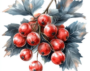 May include: Watercolor illustration of a cluster of bright red berries with dark stems and leaves. The berries are round and glossy, with a small black dot on each. The leaves are a muted blue-gray color.