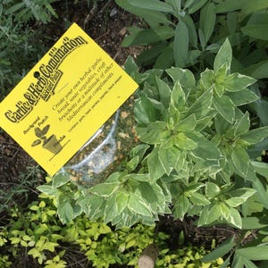 Peut inclure: Un sachet jaune d'herbes s&eacute;ch&eacute;es &eacute;tiquet&eacute; "Garlic & Herb Combination Backyard Patch" avec le texte "Create your own herbal garlic bread, saute vegetables, craft bruschette or a multitude of other Mediterranean compliments." Le sachet est pos&eacute; sur une plante verte.