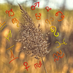 May include: A dried brown plant with a blurred background of orange and yellow astrological signs. The signs include Aries, Taurus, Gemini, Cancer, Leo, Virgo, Libra, Scorpio, Sagittarius, Capricorn, Aquarius, and Pisces.