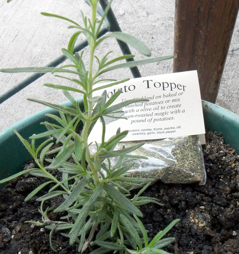 Zodiac Capricorn Herb Gift Set for Capricorn Dec 21 to Jan Etsy Australia