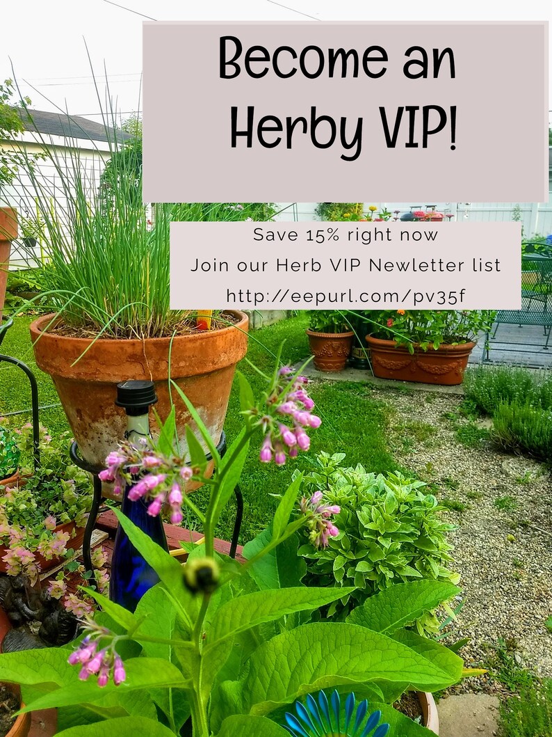 Peut inclure: Devenez un VIP Herby ! &Eacute;conomisez 15 % d&egrave;s maintenant. Rejoignez notre liste de diffusion VIP Herb http://eepurl.com/pv35f. Une sc&egrave;ne de jardin avec des plantes en pot, des fleurs et une bouteille en verre bleu.