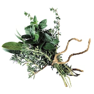 Individual Single Herbs to refill your spice rack from Backyard Patch Herbs, like rosemary, sage, oregano, dill, basil, catnip, & more