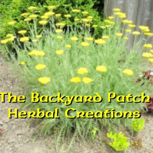 May include: A close-up of a patch of yellow yarrow flowers in bloom. The flowers are growing in a garden setting with green foliage and brown soil. The text "The Backyard Patch Herbal Creations" is displayed in yellow letters at the bottom of the image.