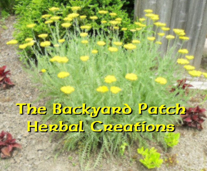May include: A close-up of a patch of yellow yarrow flowers in bloom. The flowers are growing in a garden setting with green foliage and brown soil. The text "The Backyard Patch Herbal Creations" is displayed in yellow letters at the bottom of the image.