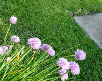 Herbal Vinegar Chive Blossom gourmet flower herb flavored homemade chives vinaigrette