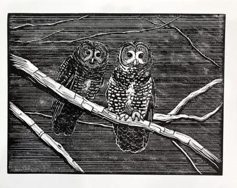 California Spotted Owl Linocut Print