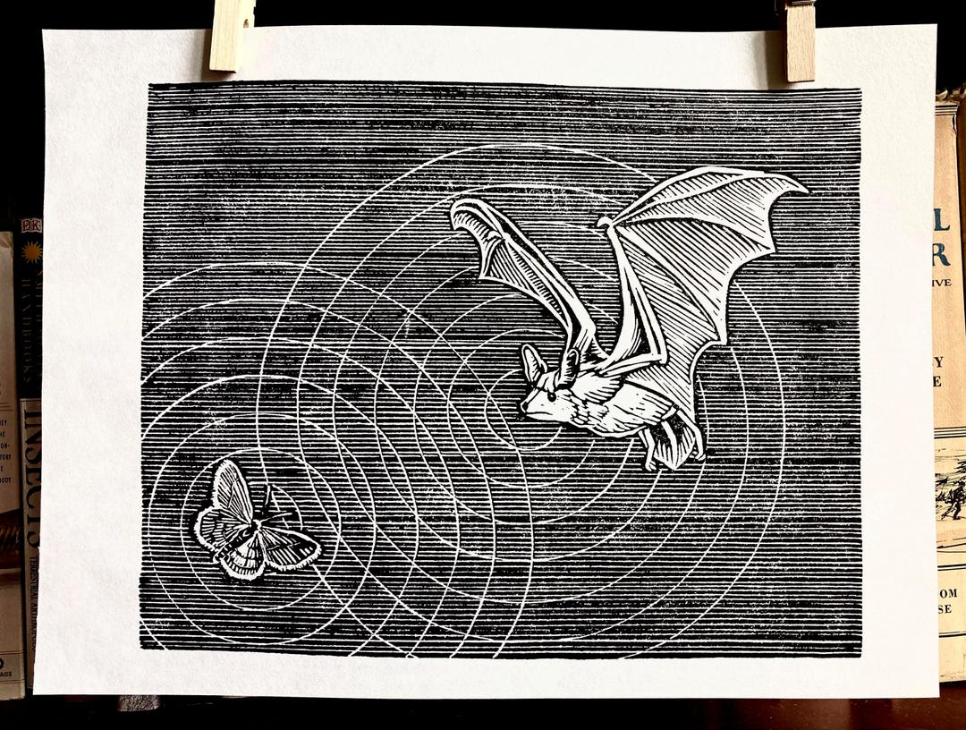 Bat Chasing Moth Echolocation Linocut Print - Etsy
