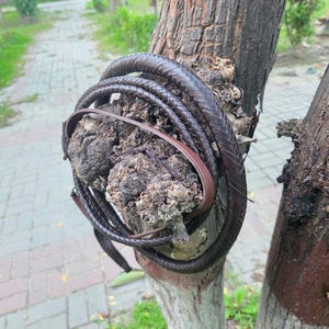 K&ouml;nnte beinhalten: Eine aufgerollte, dunkelbraune Lederpeitsche mit geflochtenem Design. Die Peitsche ist um einen Baumstamm gewickelt und zeigt ihre Textur und Handwerkskunst. Ein d&uuml;nnerer, glatter Lederriemen ist ebenfalls sichtbar.