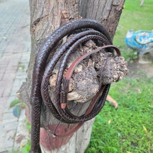 K&ouml;nnte beinhalten: Eine dunkelbraune Lederpeitsche, aufgerollt und an einem Baumstamm befestigt. Die Peitsche hat einen geflochtenen Griff und eine lange, sich verj&uuml;ngende Peitschenschnur. Das Leder scheint gut verarbeitet zu sein. Ein Werkzeug oder Accessoire.
