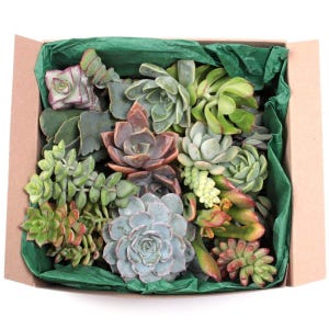Succulent Garden Starter Pack