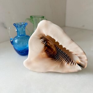May include: A large, cream-colored conch shell with a dark brown interior aperture and serrated edges, positioned in front of a small, textured blue glass pitcher and a translucent green glass pitcher.