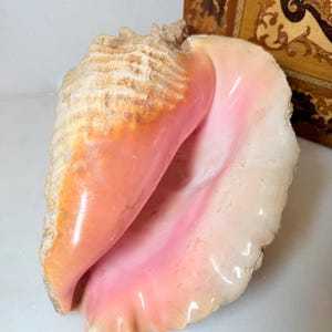 May include: A large queen conch shell featuring a textured, tan and brown exterior with a smooth, glossy interior that transitions from a soft peach to a vibrant, deep pink hue. The shell has a spiral structure and a wide, flared opening.