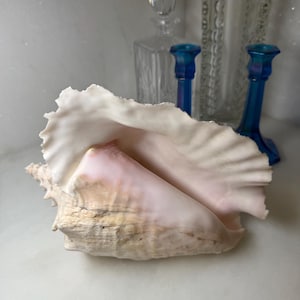 May include: A large, light-colored conch shell with a pink interior. The shell is the focal point, with a textured surface and a natural, organic shape. In the background are glass decanters and blue candle holders.