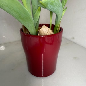 May include: A vibrant red ceramic flower pot holding green plants with long, slender leaves. The pot has a glossy finish and a slightly flared shape. The plants are in the early stages of growth.