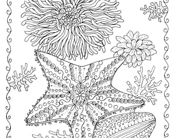 5 Pages of Shells to Color Digital Instant Download Coloring Adult Color Books Beach