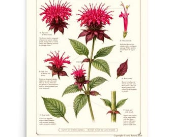 affiche botanique vintage, art mural fleurs sauvages, impression monarda rose mélisse