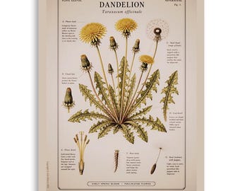Art mural pissenlit, impression botanique vintage, décor académique sombre, cadeau pour amateur de plantes, affiche de fleurs sauvages