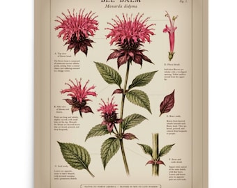 Imprimé botanique fleurs sauvages, baume d'abeille, bergamote sauvage en fleurs en rose, vert et tons neutres chauds