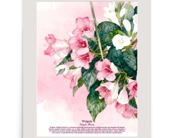 Poster botanique rose représentant une aquarelle de fleurs de Weigela, décoration de maison de plage côtière sans cadre