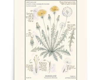 Carte murale botanique pissenlit, décoration florale scientifique Taraxacum officinale, impression d'art aquarelle fleurs sauvages