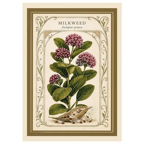 Wildflower Fine Art Print, Milkweed Plant Limited Edition Giclée Signed with Certificate of Authentication