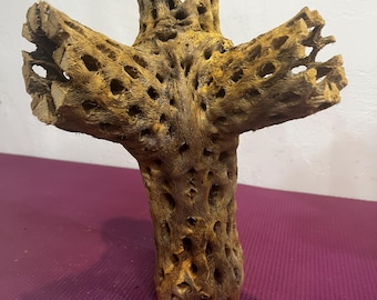 13.5 " Tall Cholla Cactus w two arms at the top