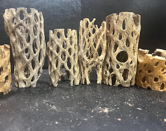 Assorted Cholla Cactus Pieces for Aquarium/Terrariums