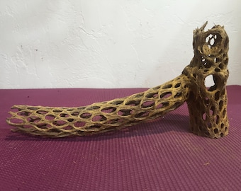7" Tall Cholla and 14" long