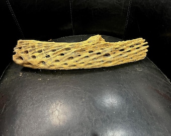 16" Long Cholla Cactus for Aquariums or Terrariums