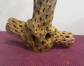 7" x 8" Cholla