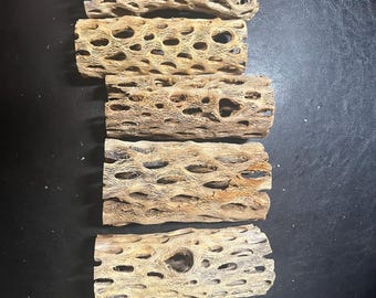 Cholla Kaktus Skelett - Etsy.de