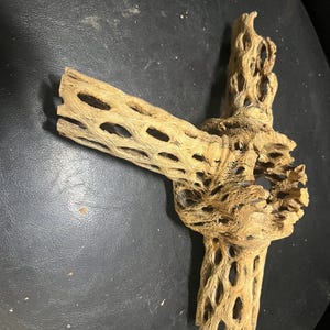 Air Plant holder: Cholla Cactus Skeleton Tripod