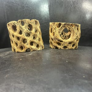 2.5-3&quot; Tall Cholla Cactus Tunnels. Two Pieces.