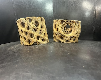 2.5-3" Tall Cholla Cactus Tunnels. Set of two.